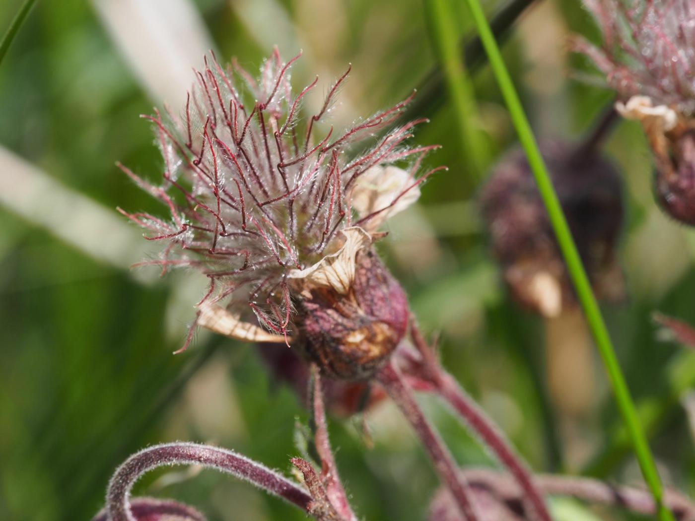 Avens, Water fruit